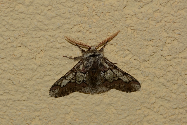 Falena da identificare 1: Biston strataria - Geometridae